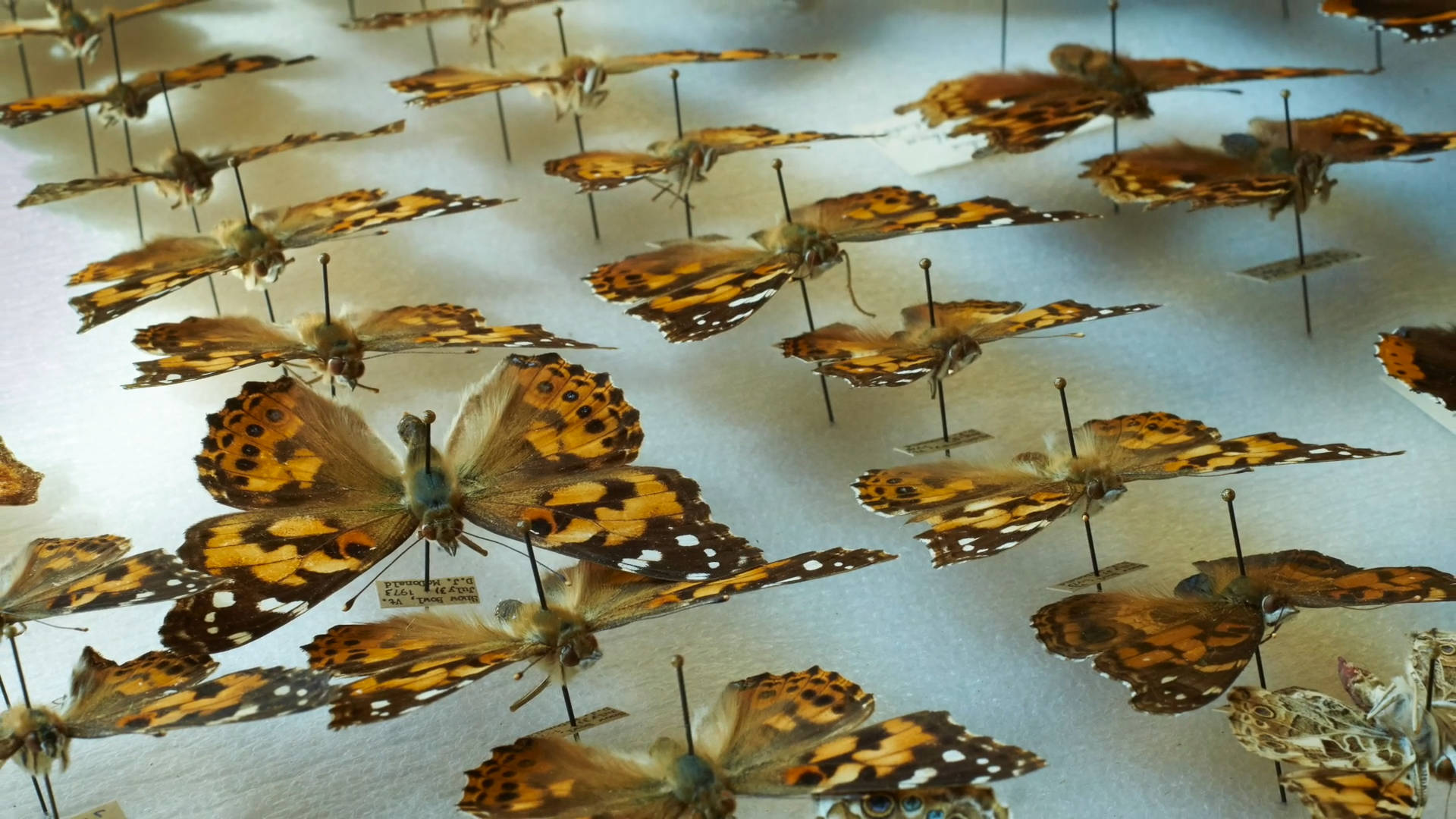 Pinned butterflies in the collection at Middlebury College.
